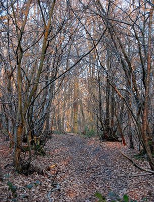 Avenue of coppiced trees (Image: BBC)