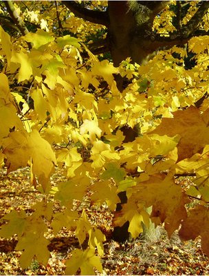 Acer autumn leaves (Image: BBC)