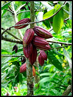 cacao pods, raw cacao benefits, benefits of raw cacao, cool facts about chocolate