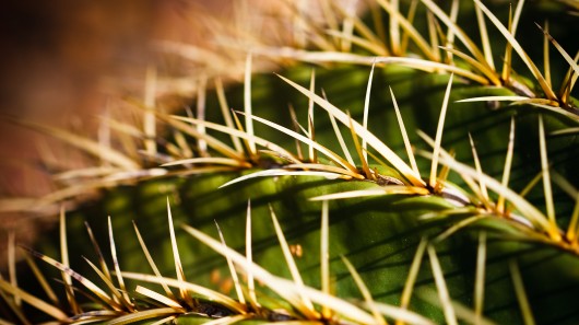 Cactus needles draw moisture to the plant, just like the new material draws in oil droplet...