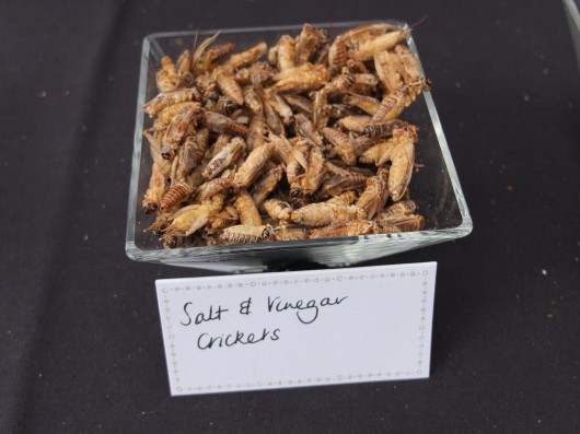 Salt and vinegar crickets (Photo: Gizmag)