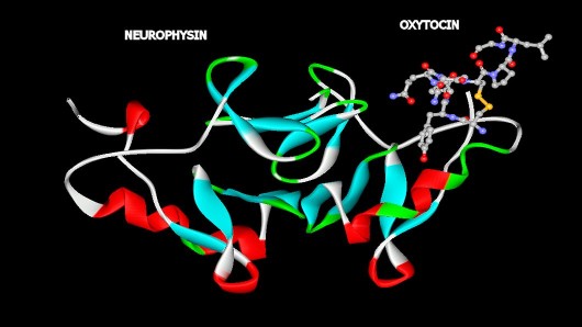Oxytocin, rendered as a ball and stick model, bonded to its carrier protein neurophysin