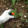 Using the Ring Weeder to make weeding by hand a little easier