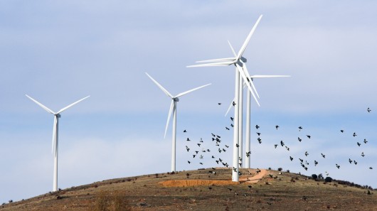 Would partly black turbines be safer for birds? (Photo: Shutterstock)