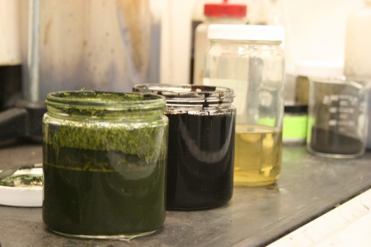 Steps in the process for making fuel from algae  the algae slurry, crude oil, and refined...