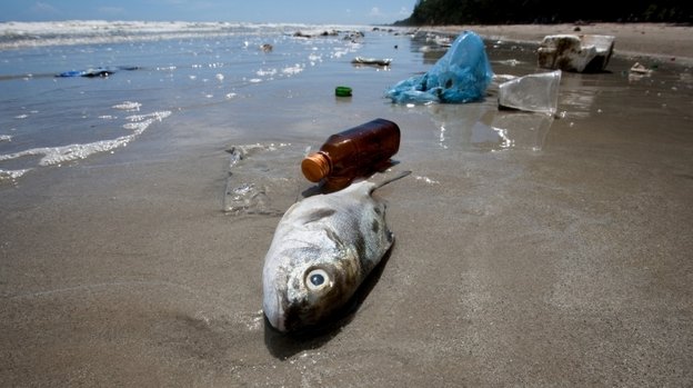 "A lot of people are eating seafood all the time, and fish are eating plastic all the time, so I think that's a problem," says a marine toxicologist.