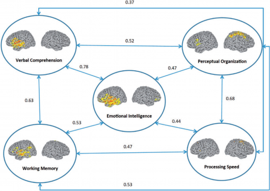 Relationships between general and emotional intelligence