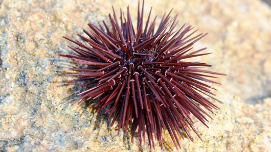 The sea urchin has revealed a way to ceaply and quickly convert CO2 into calcium carbonate...