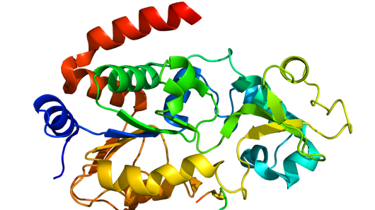 The SIRT3 protein molecule that appears to play a central role in regulating aging and lon...