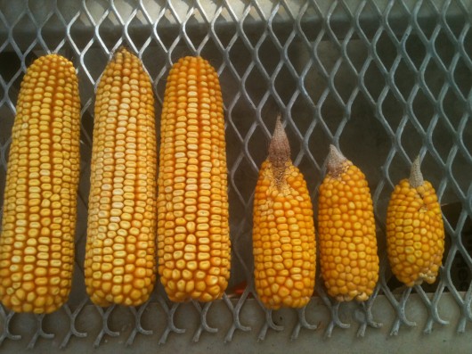 MSU's water-saving membranes dramatically improved corn yields during this summer's drough...