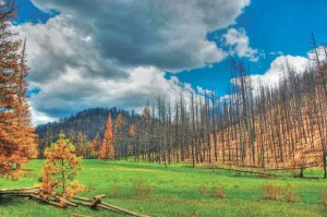Study: Climate change threatens Arizona's forests