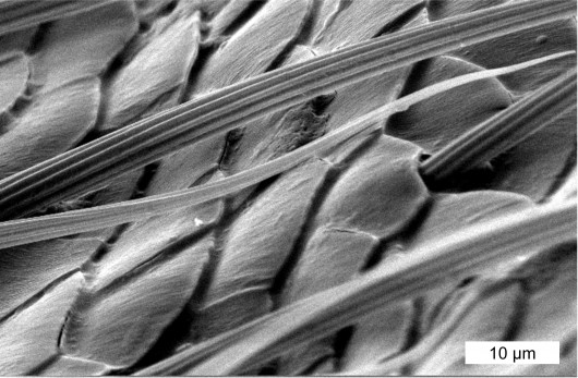 A scanning electron microscope image of the firefly scales (Image: Optics Express)