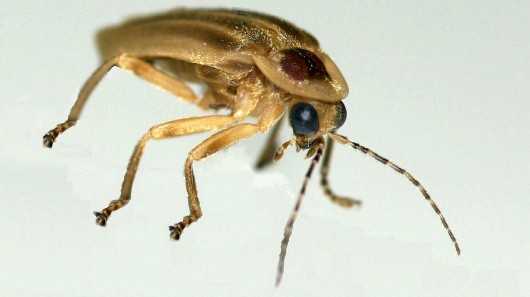 A Photuris firefly, which was the focus of the research (Photo: Optics Express) 