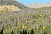 Pine Beetle (2).jpg