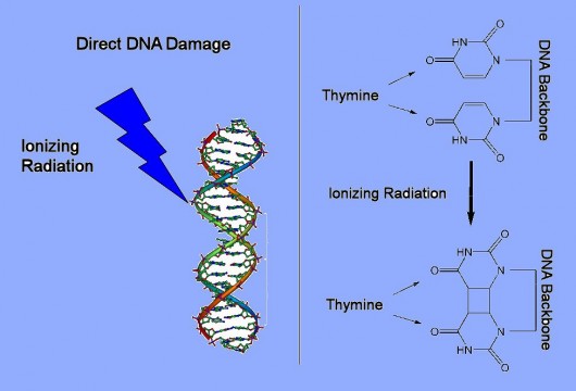 DNA damage from exposure to ionizing radiation (Image: Gerriet41)