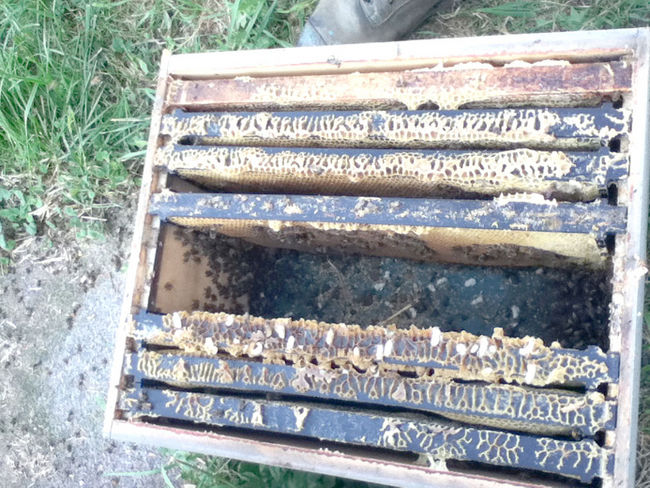 One of many dead hives at Schuit's Saugeen Honey, in Elmwood.