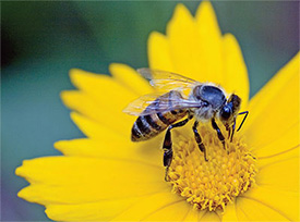 Bee. (NASA)