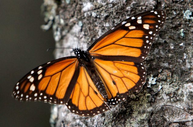 FILE - In this Dec. 9, 2011, file photo a Monarch butterfly sits on a tree trunk at the Sierra Chincua Sanctuary in the mountains of Mexico's Michoacan state. The amount of Monarch butterflies wintering in Mexico dropped 59 percent in 2013, falling to the lowest level since comparable record-keeping began 20 years ago, scientists reported Wednesday, March 13, 2013. Photo:  Marco Ugarte