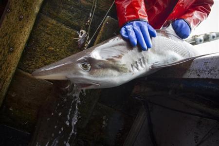 Shark overfishing pushes many species to the brink Photo: Ben Nelms