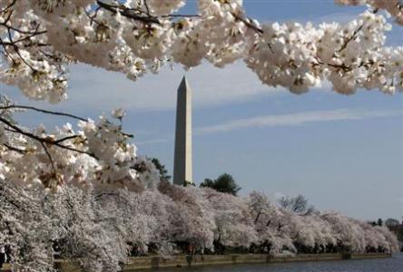 Peak bloom of Washington cherry trees expected March 26-30 Photo: Larry Downing