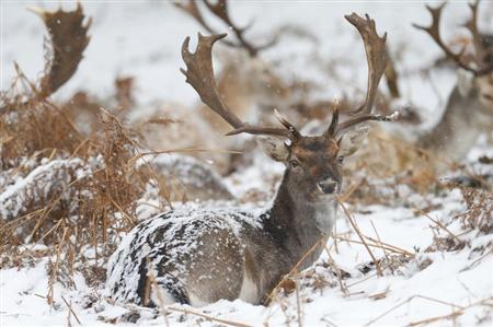 UK deer numbers spiralling out of control, scientists say Photo: Andrew Winning
