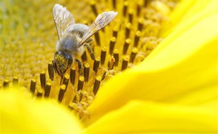 EU could impose pesticide ban to protect bees Photo: Arnd Wiegmann