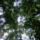Indonesian forest