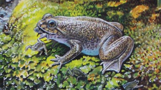 An artists impression of the gastric-brooding frog that was cloned by scientists working ...
