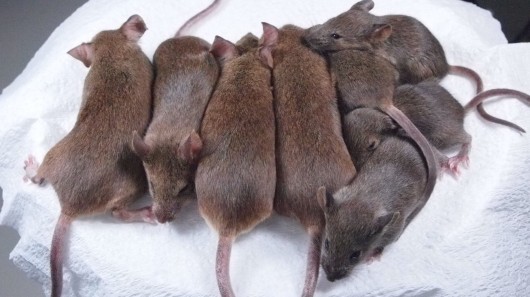 Mouse clones from the 24th and 25th generation of serial cloning (Photo: Riken)