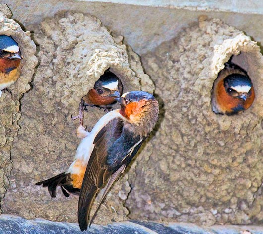 Cliff swallows feeding their chicks still in the nest (Photo: Marlon Harms via Wikimedia C...