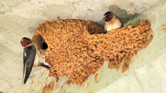 American cliff swallows building nests under a bridge