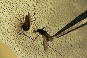 Mosquitos undergo testing for the West Nile virus at the Dallas County mosquito lab. (AP Photo/LM Otero)