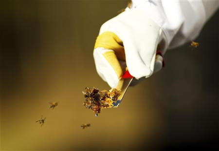 As honey bee numbers drop, U.S. sees threat to food supply Photo: Chris Keane/Files