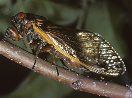 They're back: 17-year cicadas to swarm from Georgia to New York Photo: Chris T. Maier/Connecticut Agricultural Experiment Station/Handout