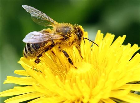 U.S. pesticide makers seek answers as bee losses sting agriculture Photo: ?Heinz-Peter Bader