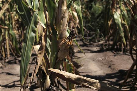 Showers to slow U.S. corn seedings from blistering pace Photo: Darren Hauck