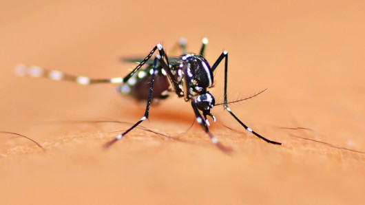 Using genetic engineering to alter the Aedes aegypti mosquito's sense of smell could revea...