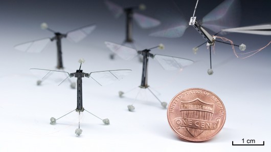 Harvard's RoboBees could one day work together in search and rescue operations (Photo: Kev...