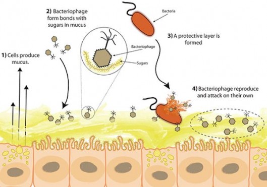 Bacteriophage adheres to mucus layers and provides immunity against invading bacteria (Ima...