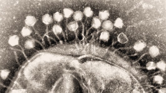 Bacteriophage attacking an infectious bacterium
