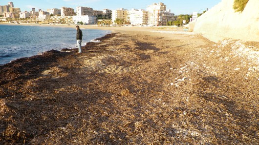 Dead seaweed on a beach in the Spanish city of Alicante 