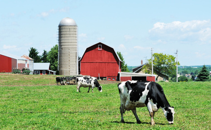 Organic Doesn�t Mean Humane For Eggs, Meat or Dairy