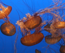 jellyfish nuclear
