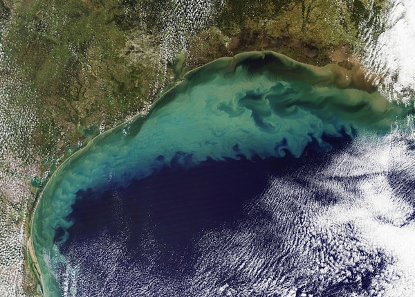 Dead zone in the Gulf of Mexico (Photo: PBS.org)