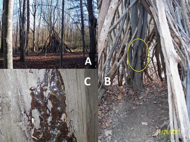 Samples of hair collected from this wooden structure in the woods is said to have contained a never-before-seen genetic structure that is said to be human.