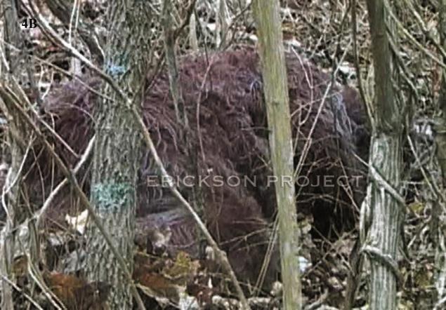 
	Never-before-seen footage of an alleged Bigfoot creature sleeping in the woods of Kentucky has been presented this week among various blood and hair samples said to be unlike anything seen before.
