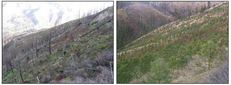 Nez Perce project before and after. (Photo: NAU ITEP)
