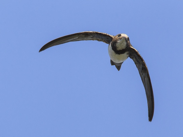 Rondone maggiore; Alpine Swift; Apus melba