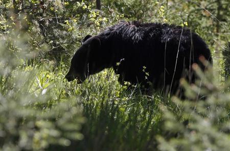 Scarcity of food driving bears into tourist areas in Yellowstone Photo: Jim Urquhart