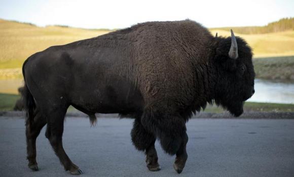 Native American tribe may seek to hunt bison inside Yellowstone Photo: Lucy Nicholson